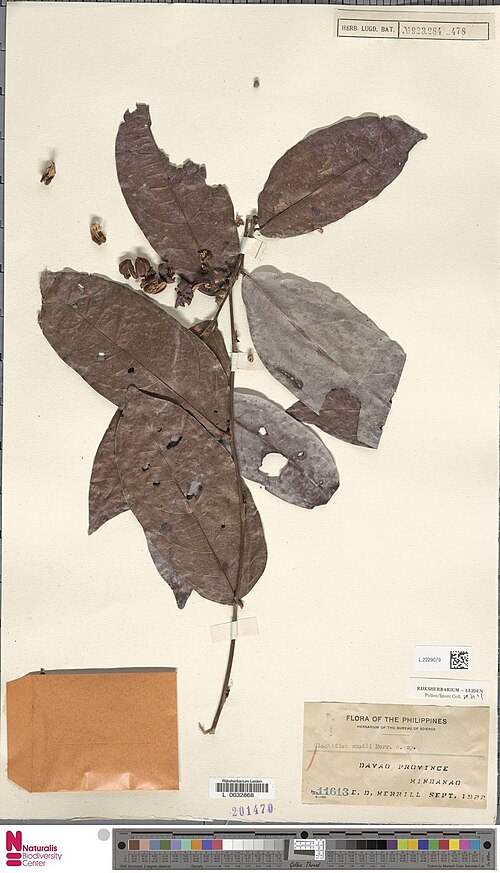 Glochidion woodii: Glochidion woodii Merr. (type of) - Glochidion woodii Merr.