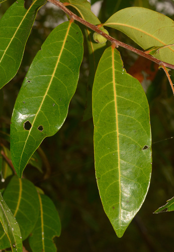Glochidion xerocarpum (Glochidion xerocarpum)