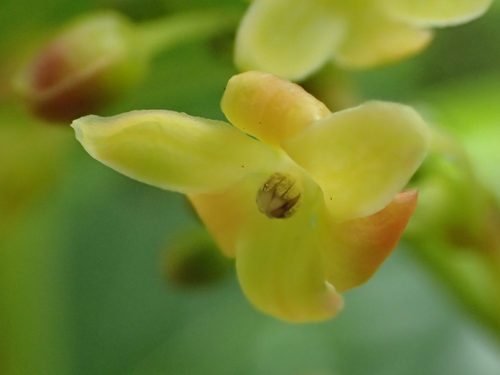 Glochidion zeylanicum (Glochidion zeylanicum)