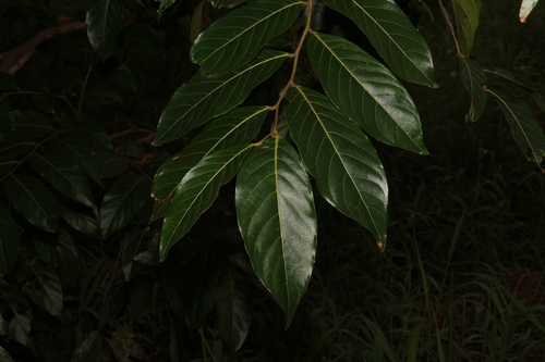 Glochidion zeylanicum (Glochidion zeylanicum)