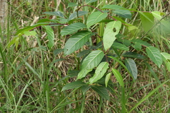 Glochidion zeylanicum (Glochidion zeylanicum)