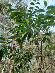 Glochidion zeylanicum (Glochidion zeylanicum)