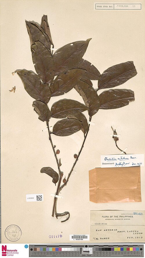 Glochidion zeylanicum: Glochidion nitidum Merr. (type of) - Glochidion nitidum Merr.