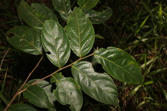 Glochidion zeylanicum (Glochidion zeylanicum)