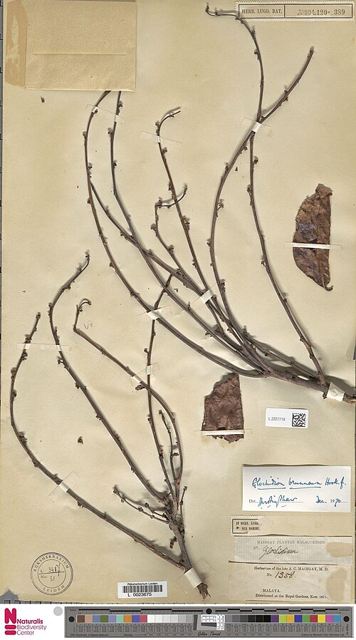 Glochidion zeylanicum: Glochidion brunneum Hook.f. (type of) - Glochidion brunneum Hook.f.
