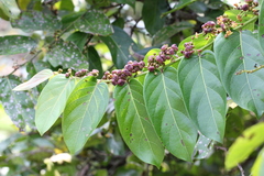 Glochidion zeylanicum (Glochidion zeylanicum)