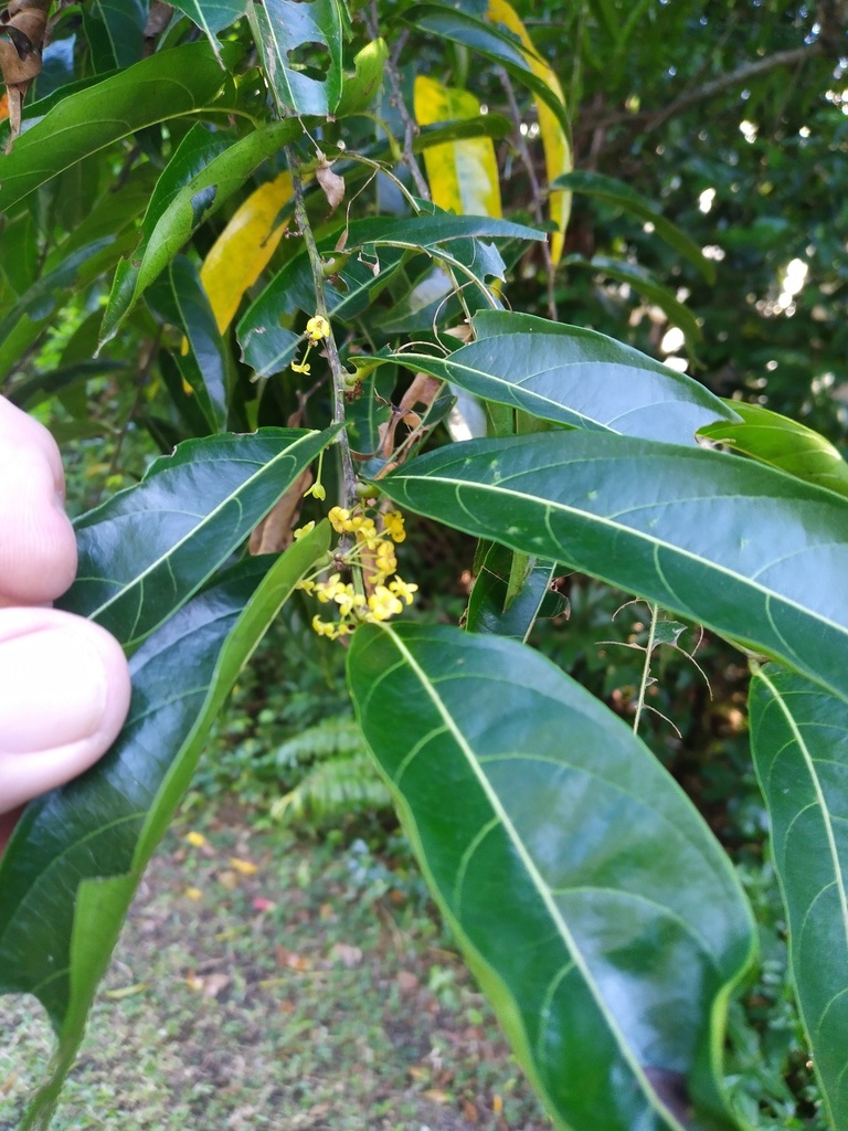 Glochidion zeylanicum (Glochidion zeylanicum)