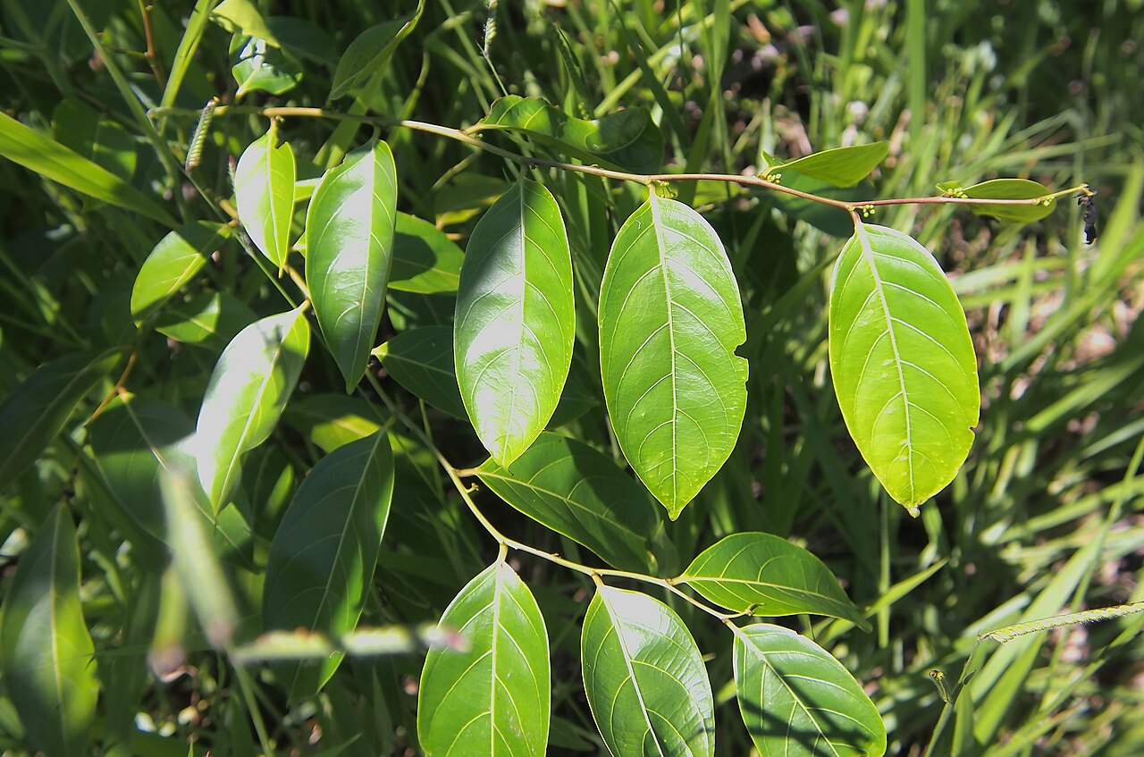Glochidion zeylanicum: Glochidion sumatranum foliage