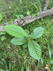 Glochidion zeylanicum (Glochidion zeylanicum)