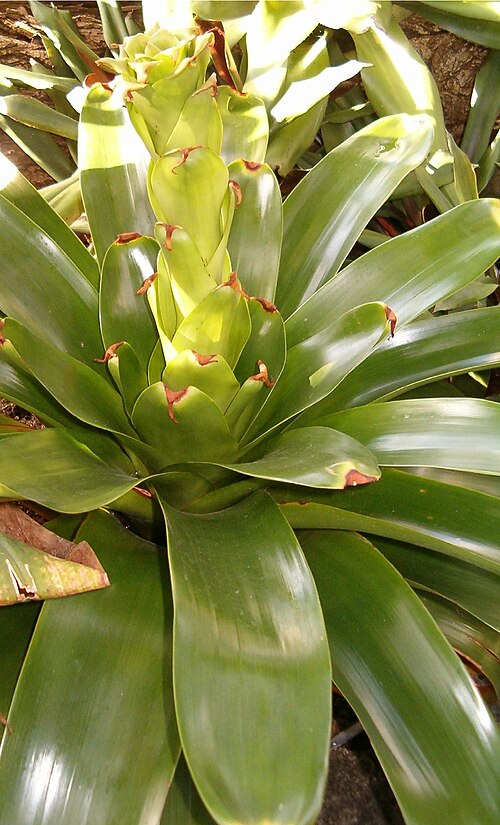 Glomeropitcairnia erectiflora (Glomeropitcairnia erectiflora)