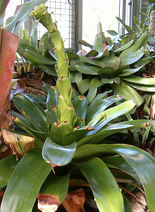 Glomeropitcairnia erectiflora (Glomeropitcairnia erectiflora)