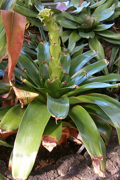Glomeropitcairnia erectiflora (Glomeropitcairnia erectiflora)