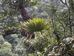Glomeropitcairnia penduliflora (Glomeropitcairnia penduliflora)