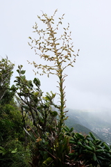 Glomeropitcairnia penduliflora (Glomeropitcairnia penduliflora)