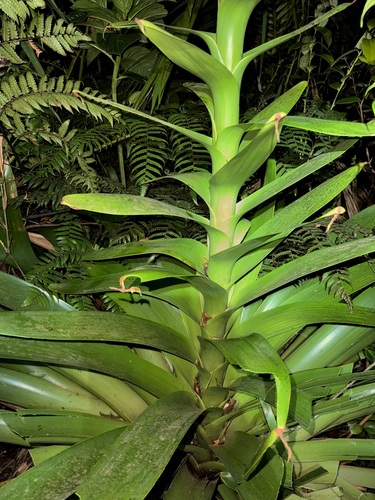 Glomeropitcairnia penduliflora (Glomeropitcairnia penduliflora)