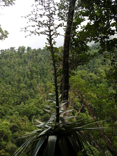 Glomeropitcairnia penduliflora (Glomeropitcairnia penduliflora)