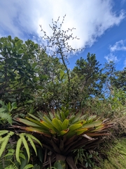 Glomeropitcairnia penduliflora (Glomeropitcairnia penduliflora)