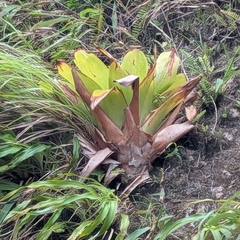 Glomeropitcairnia penduliflora (Glomeropitcairnia penduliflora)