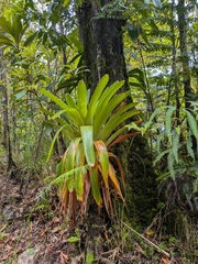 Glomeropitcairnia penduliflora (Glomeropitcairnia penduliflora)