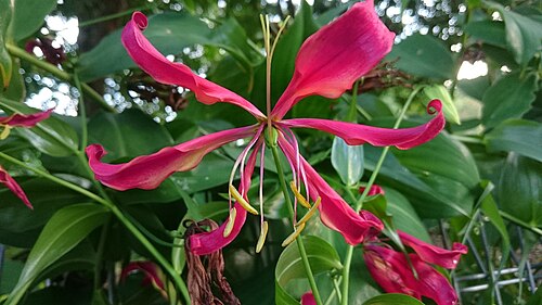 Flame lily: Gloriosa superba . Common names: Flame lily, bunga songsang. Distributed from Africa, this plant yields colchicines , a drug for the treatment of acute flares o