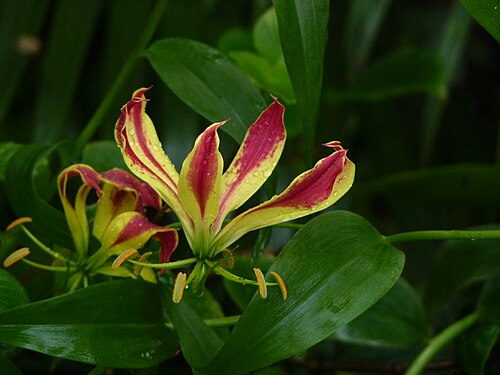Flame lily: Snímek byl pořízen během workshopu "Fotografický workshop v Botanické zahradě Fata Morgana", Praha, 15.prosinec 2012
