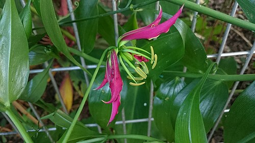 Flame lily: Rhodamnia cinerea. Common names: Flame lily, bunga songsang. Distributed from Africa, this plant yields colchicines, a drug for the treatment of acute flares of