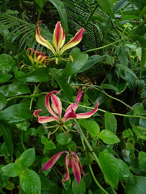 Flame lily: Snímek byl pořízen během workshopu "Fotografický workshop v Botanické zahradě Fata Morgana", Praha, 15.prosinec 2012