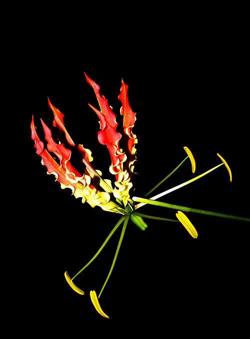 Flame lily: Flame lily