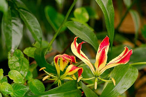 Flame lily: Snímek byl pořízen během "Fotografickéh workshopu v Botanické zahradě Fata Morgana", Praha, 15. prosince 2012.