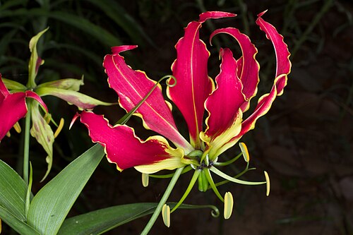 Flame lily: Gloriosa superba at Mabvuku, Harare, Zimbabwe