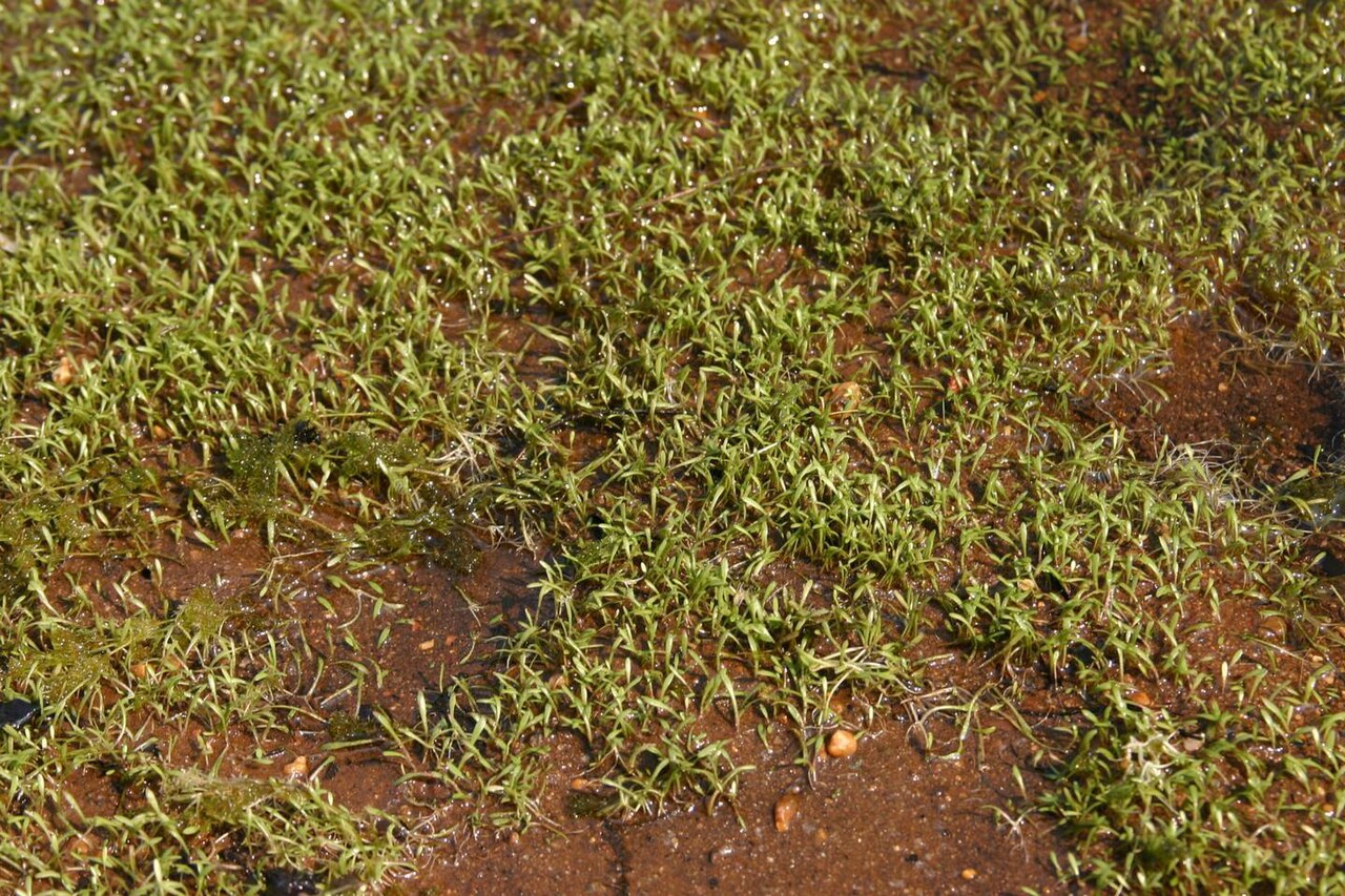 Mudmats: Glossostigma cleistanthum W.R.Barker - mudmat