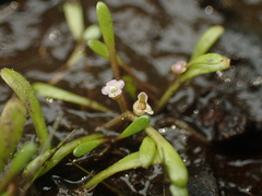 Mudmats (Glossostigma cleistanthum)
