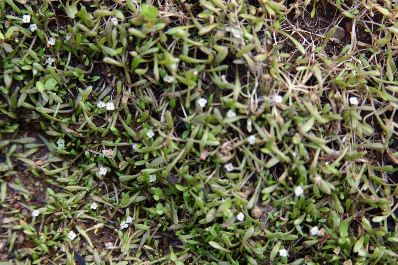 Mudmats: Glossostigma cleistanthum W.R.Barker - mudmat