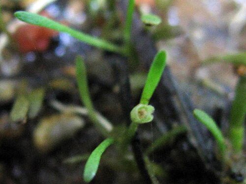 Mudmats: Glossostigma cleistanthum W.R.Barker - mudmat