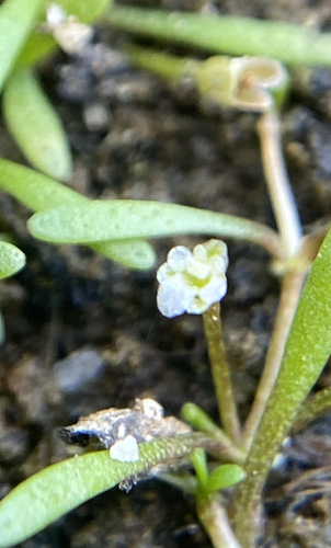 Mudmats (Glossostigma cleistanthum)