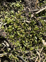 Mudmats (Glossostigma cleistanthum)
