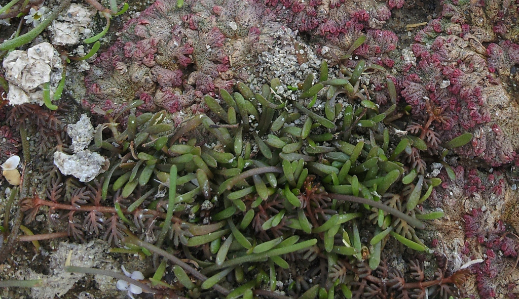 Mudmats (Glossostigma cleistanthum)