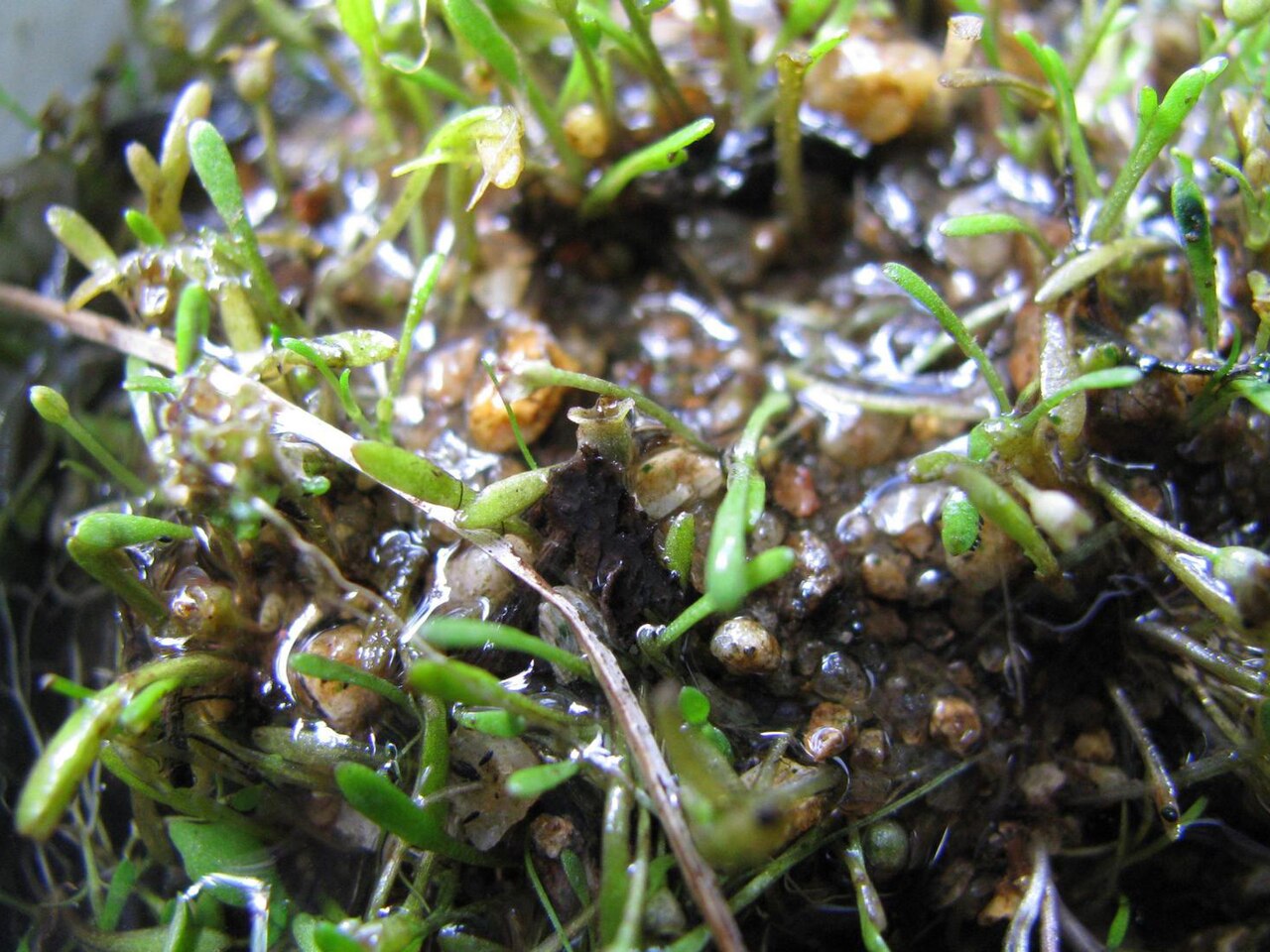 Mudmats: Glossostigma cleistanthum W.R.Barker - mudmat