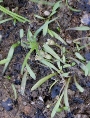 Mudmats (Glossostigma cleistanthum)