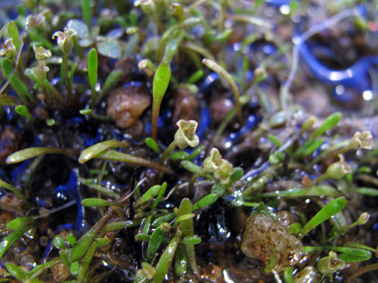 Mudmats: Glossostigma cleistanthum W.R.Barker - mudmat