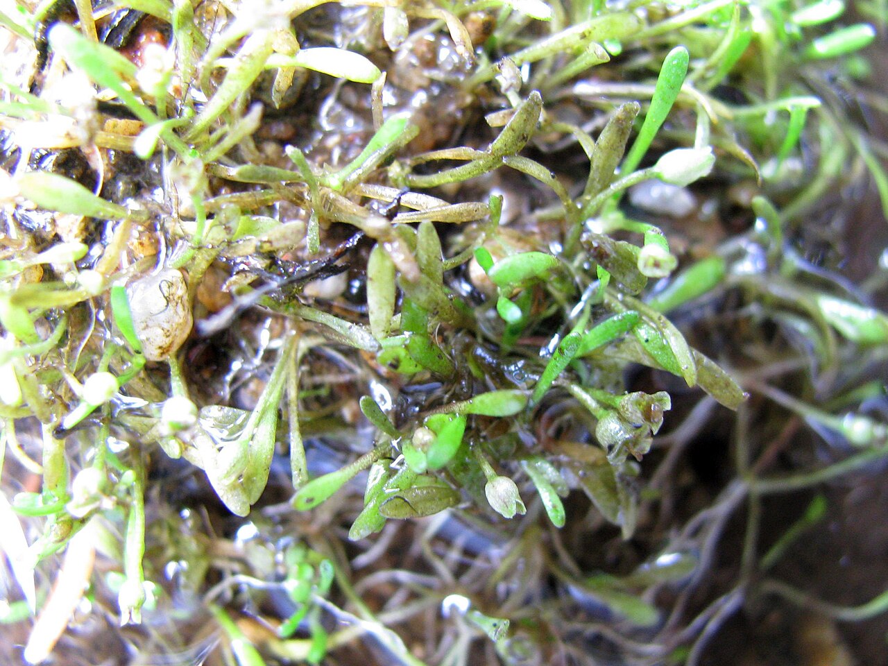 Mudmats: Glossostigma cleistanthum W.R.Barker - mudmat