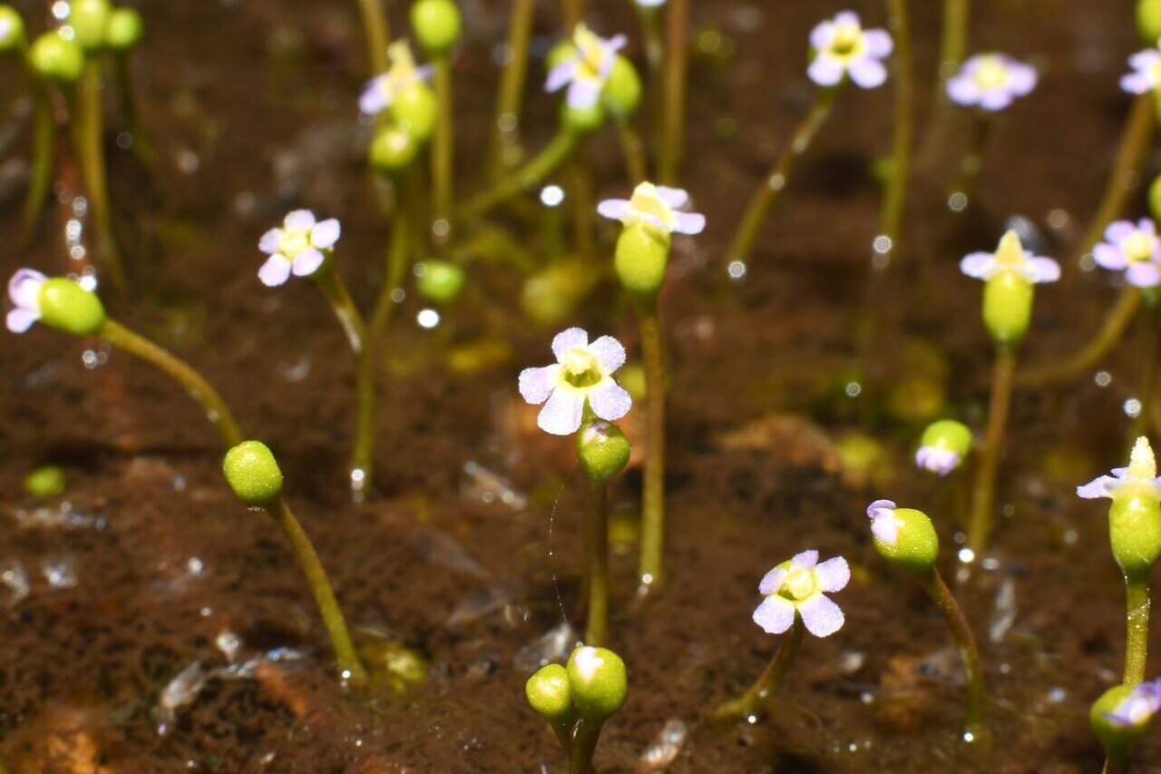 Glossostigma drummondii: Glossostigma drummondii in Australia