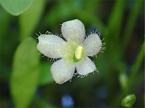 Glossostigma elatinoides: Glossostigma elatinoides