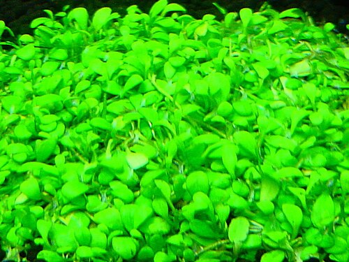 Glossostigma elatinoides: 一種水草缸前景草