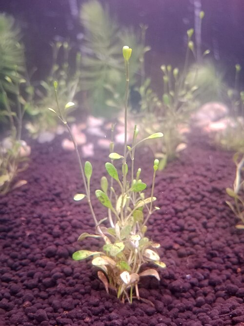Glossostigma elatinoides: Imagen que muestra un espécimen de la especie Glossostigma elatinoides en acuariofilia. Ejemplar reproducido en cautividad mediante reproducción asexual por riz