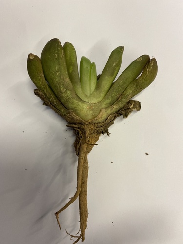 Glottiphyllum longum (Glottiphyllum longum)