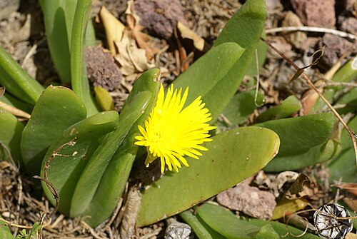 Glottiphyllum longum: Plant species Glottiphyllum longum (mislabeled as difforme) in Jardín Botánico La Concepción in Malaga, Spain.