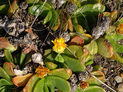 Glottiphyllum longum