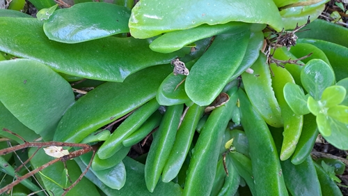 Glottiphyllum longum (Glottiphyllum longum)