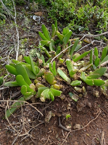 Glottiphyllum longum (Glottiphyllum longum)